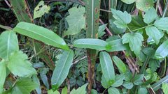 Cryptolepis sinensis
