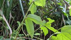 Cryptolepis sinensis