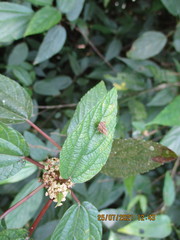 Choreutis amethystodes