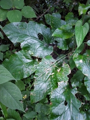 Cardiocrinum cordatum