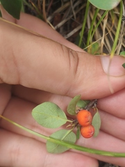 Cotoneaster uniflorus