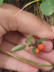 Cotoneaster uniflorus