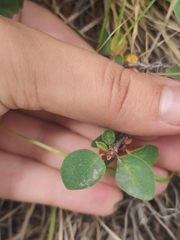 Cotoneaster uniflorus