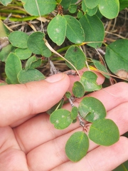 Cotoneaster uniflorus
