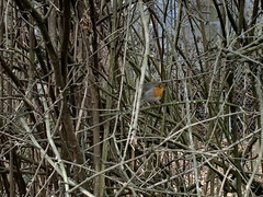 Erithacus rubecula