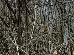 Erithacus rubecula