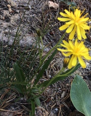 Crepis alpestris