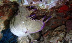 Scyllarides squammosus