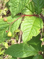 Cotoneaster bullatus