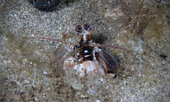 Odontodactylus brevirostris