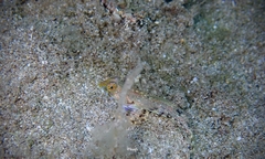 Synchiropus rosulentus