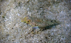 Synchiropus rosulentus