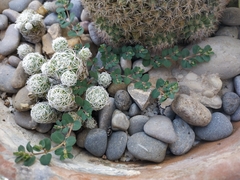 Euphorbia serpens