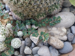 Euphorbia serpens