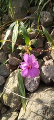 Impatiens platypetala