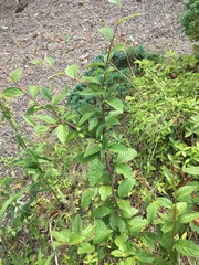 Cotoneaster bullatus