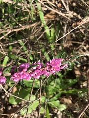 Hypocalymma robustum