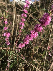 Hypocalymma robustum