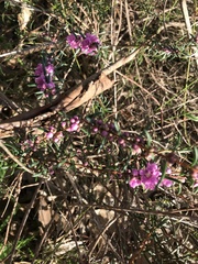 Hypocalymma robustum