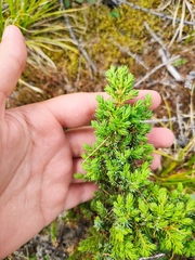 Juniperus communis saxatilis