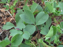 Sibbaldia parviflora