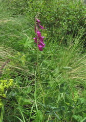 Hedysarum caucasicum