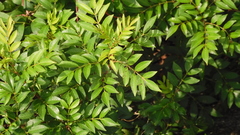 Zanthoxylum simulans