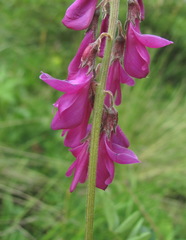 Hedysarum caucasicum