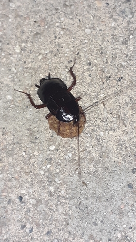 photo of Oriental Cockroach (Blatta orientalis)