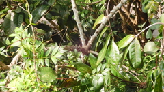 Zanthoxylum simulans