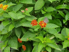 Luthrodes pandava
