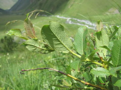 Salix apoda