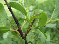 Salix apoda