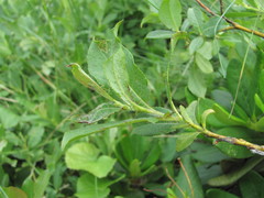 Salix apoda