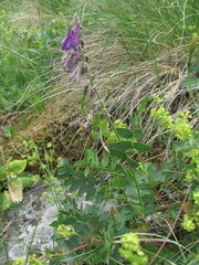 Hedysarum caucasicum