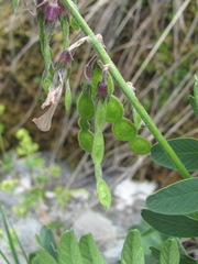 Hedysarum caucasicum