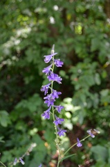 Delphinium exaltatum