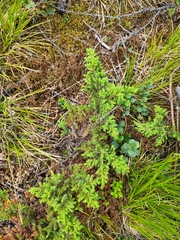 Juniperus communis saxatilis