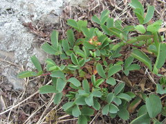 Sibbaldia parviflora
