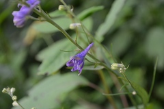 Delphinium exaltatum