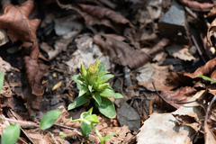 Gentiana bambuseti