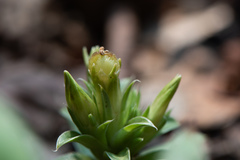 Gentiana bambuseti