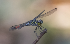 Agrionoptera sexlineata