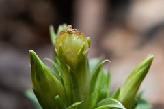 Gentiana bambuseti