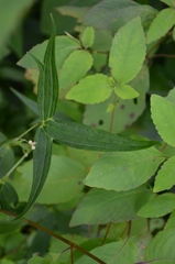 Delphinium exaltatum