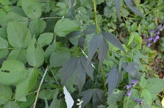 Delphinium exaltatum