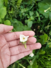 Silene latifolia alba