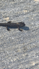 Ichthyosaura alpestris alpestris