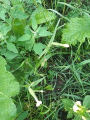 Silene latifolia alba