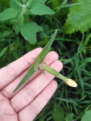 Silene latifolia alba